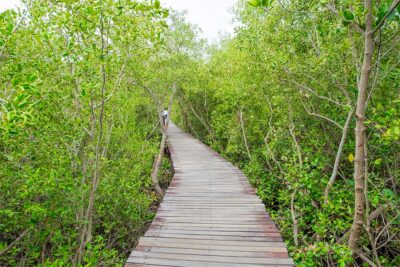 Khor Kalba Mangroves