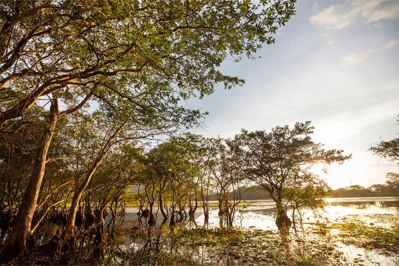 Mangrove National Park in abu dhabi