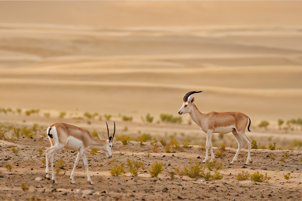 All about Al Marmoor Desert Conservation Reserve