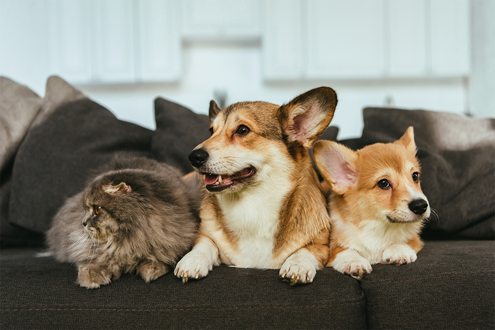 Pet Dogs on sofa