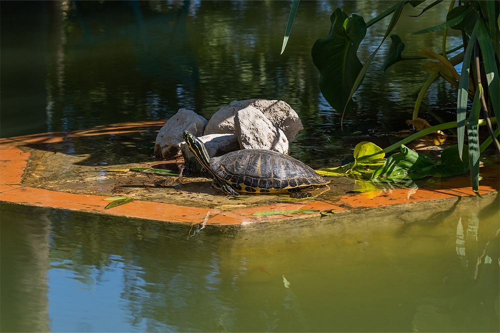 Wildlife Encounters