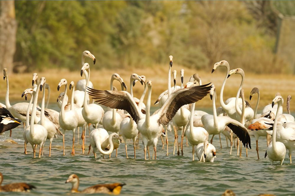 Flamingos in Conservation Reserve 