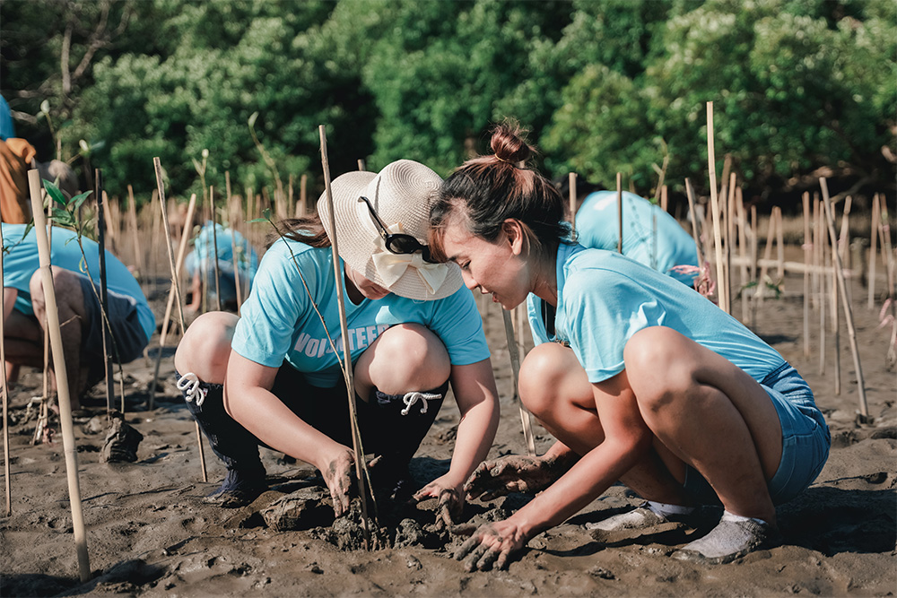 Mangrove Exploration