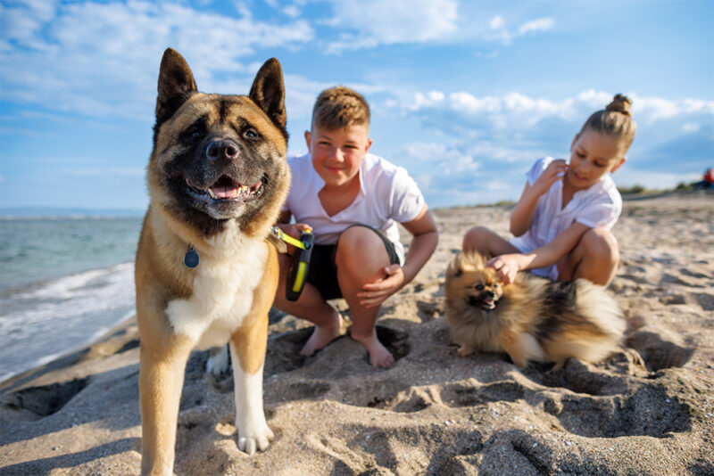  pets on the beach in Dubai