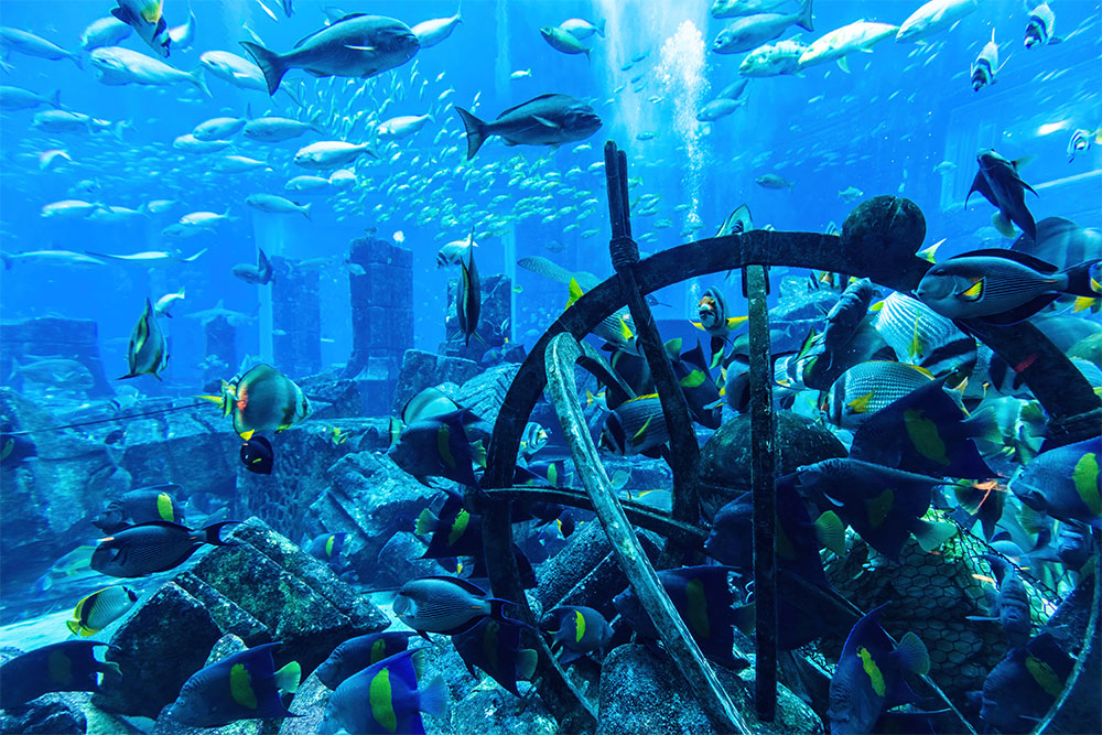 Underwater ruins and tropical fish
