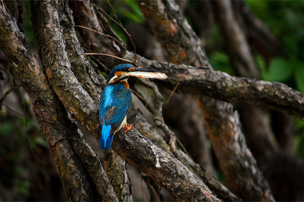 Wildlife Encounters