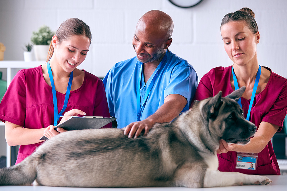 Team of vets examining a dog