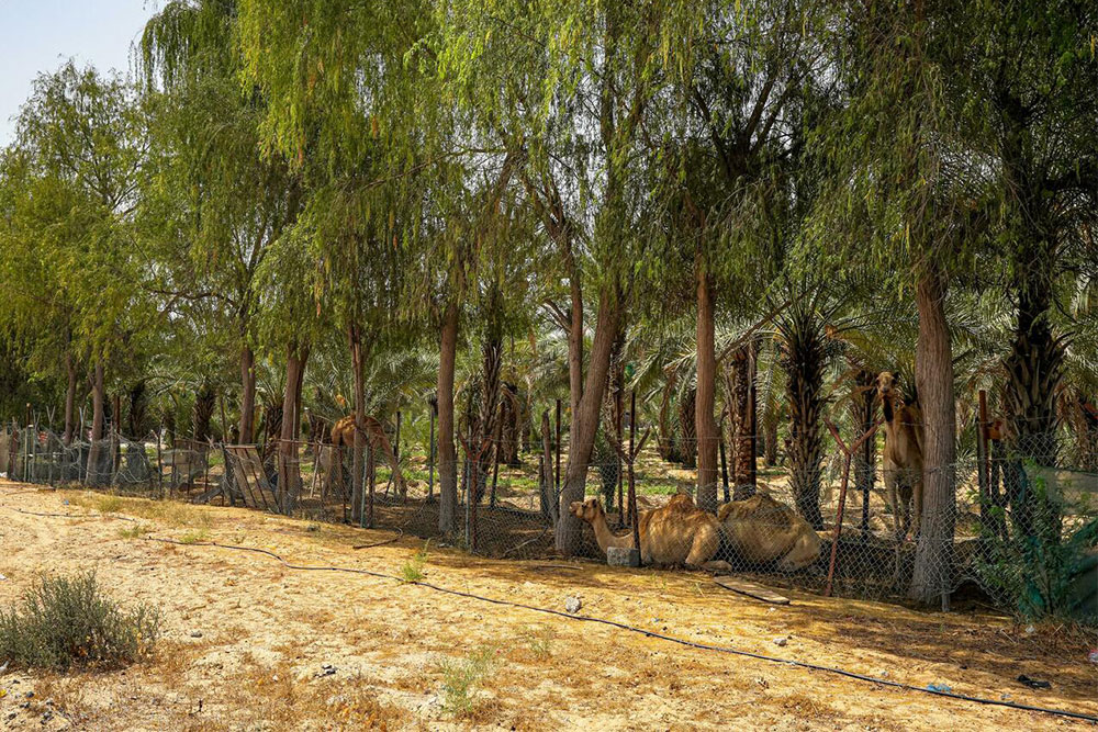 Camel Racecourse near to Al Zahya Ajman 