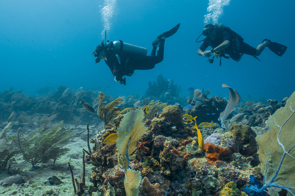 scuba diving under the water in Fujairah