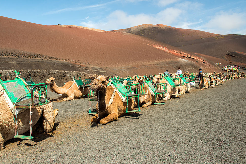 Camel caravans in the desert