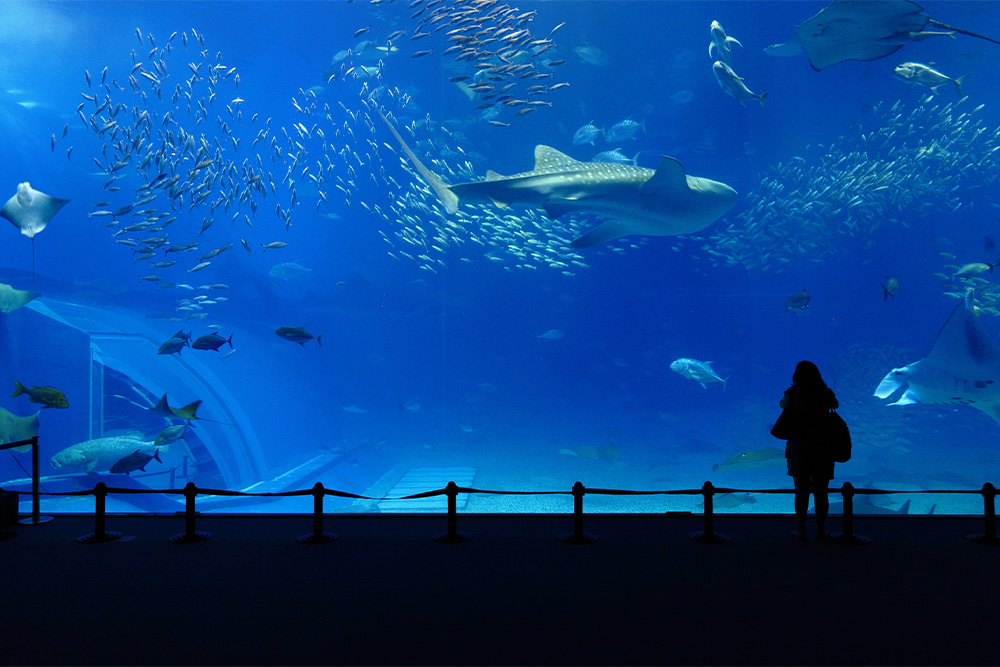 Aquarium inside one of the best museums in Abu Dhabi 