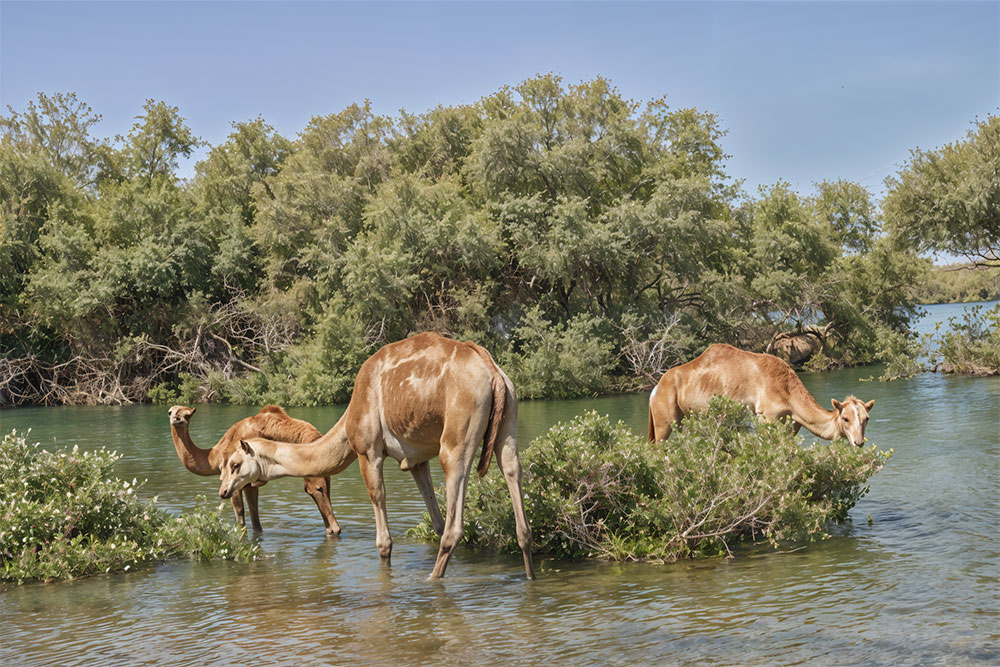  Al Zorah Natural Reserve 