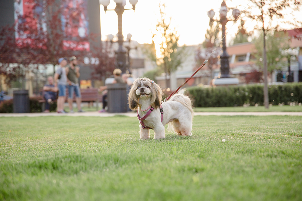 Pet dog roaming in a park