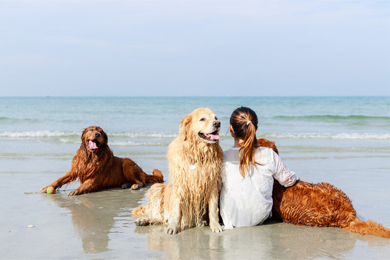 Dog-friendly beaches in Dubai