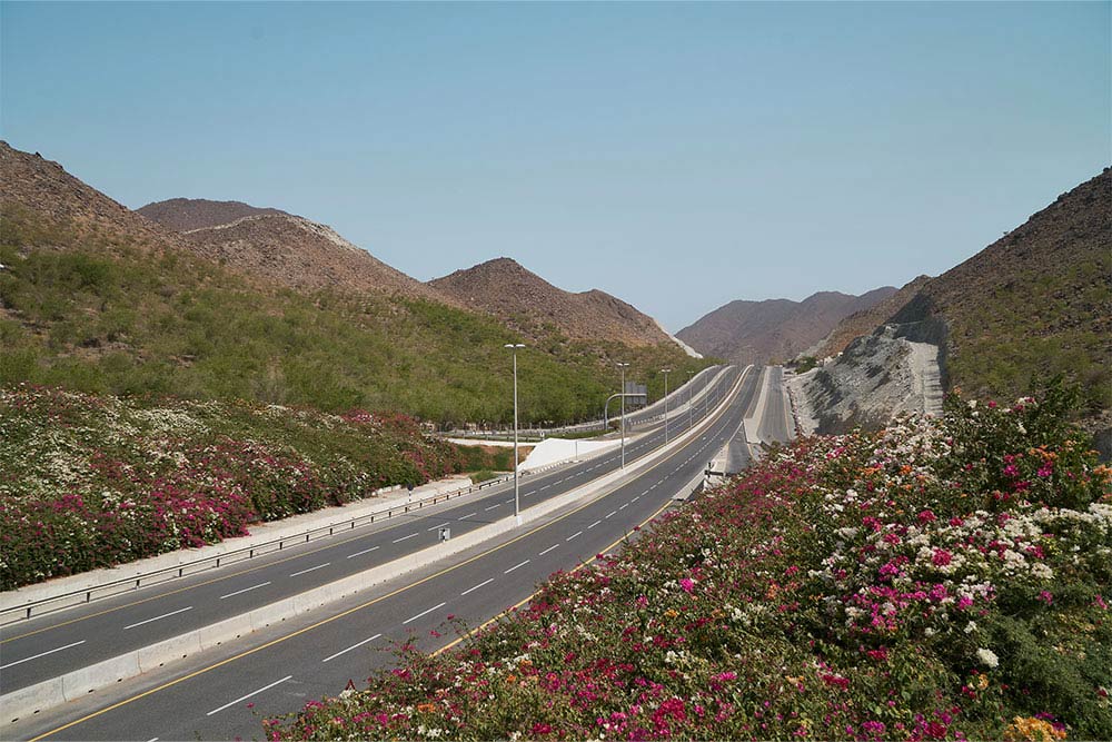 Desert flowers on the highway to Wadi Al Helo