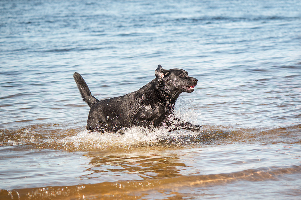 Pet Friendly Beaches 