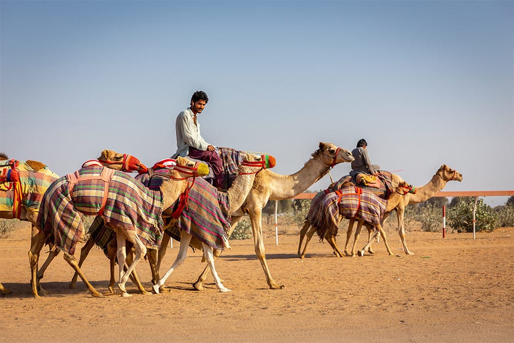 Camel racing Dubai