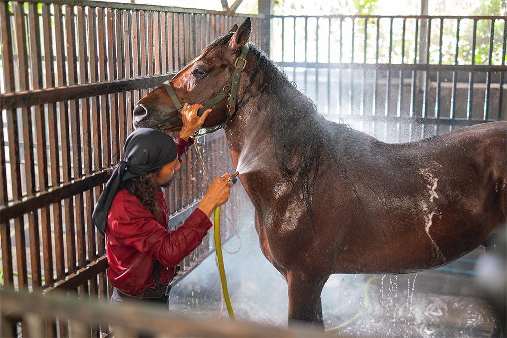 Staffperson grooming a horse in Ambition Equestrian Club