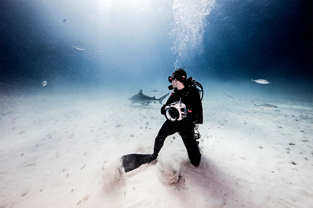  diver capturing photographs of sharks through Aquanauts Dive Centre