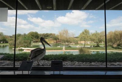 Wasit Wetland Centre in Sharjah