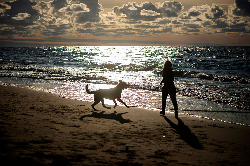 pet dog on Dubai Beach