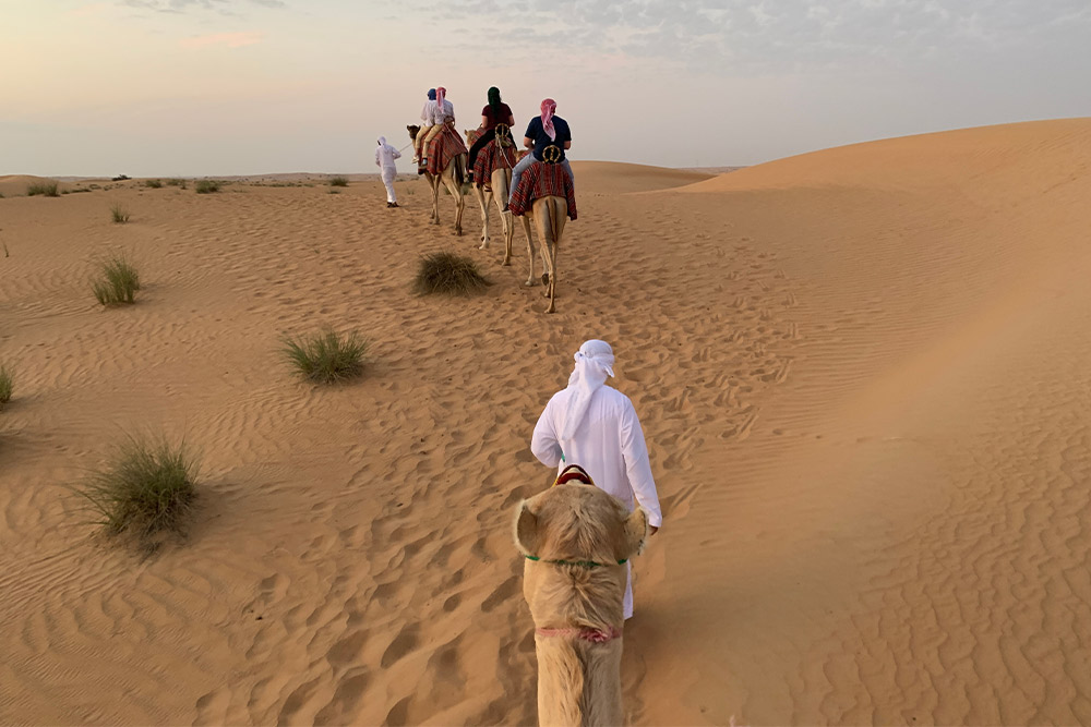 Camel trekking in Dubai 