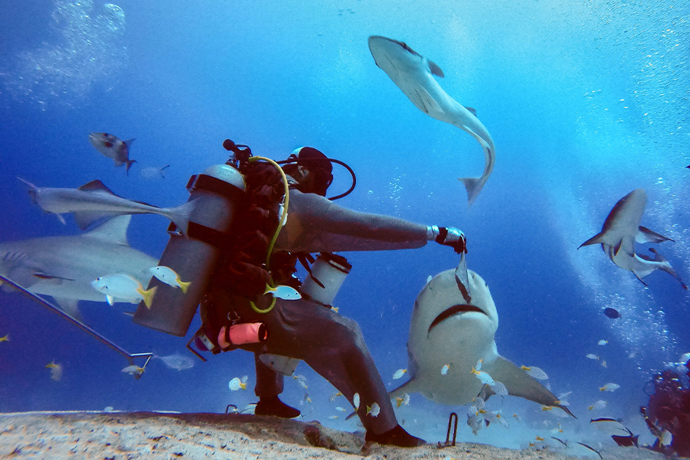 An expert diver feeding the sharks