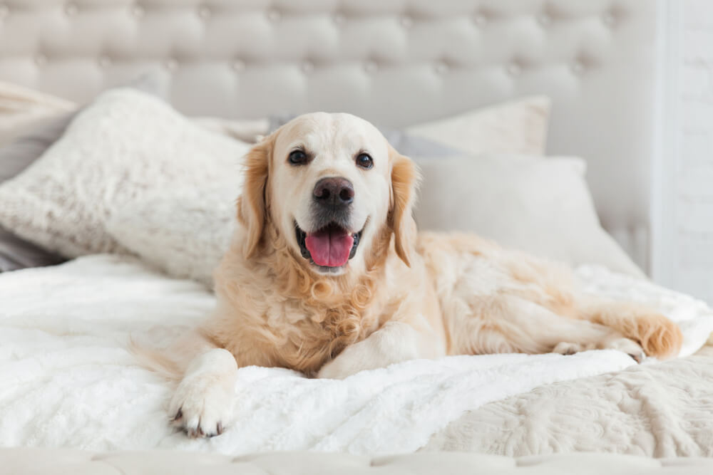  Pet-Friendly Hotels in Duba