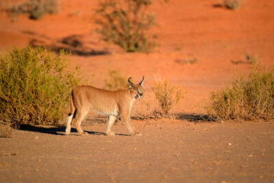 Al Hefaiyah Mountain Conservation Centre