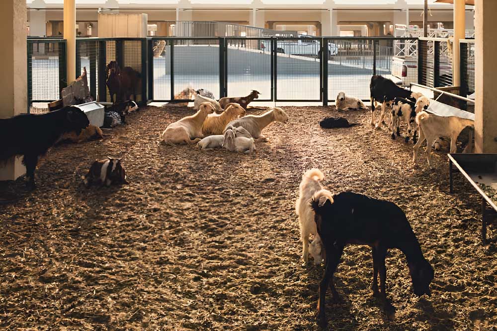 Sharjah Cattle Market​