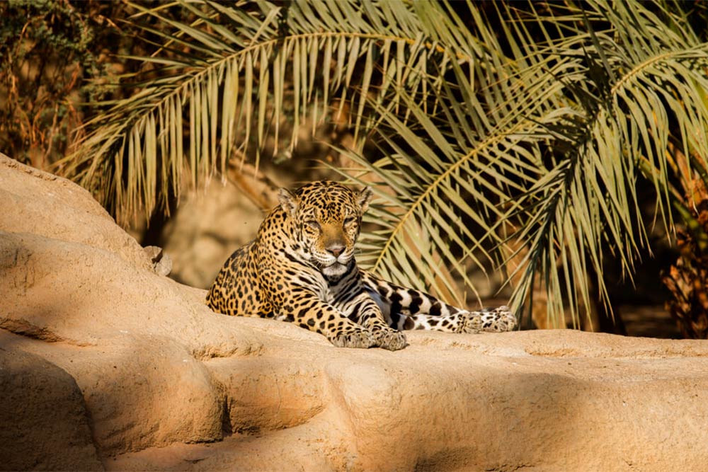 Al Hefaiyah Mountain Centre