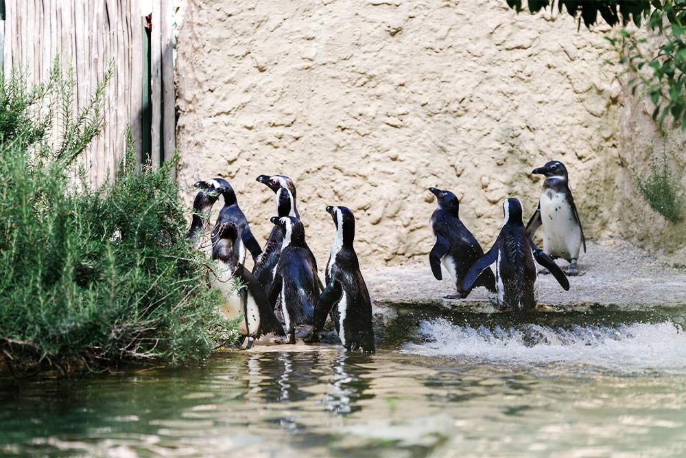 Penguin parade at Al Ain Zoo