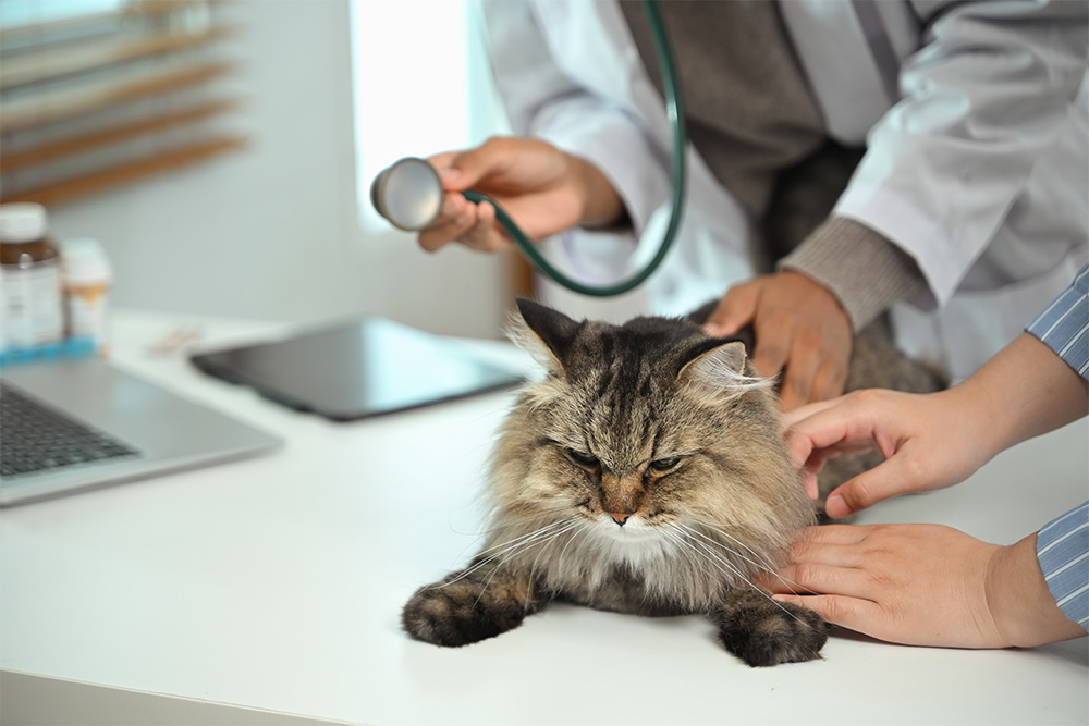 bringing your cat for a check-up 