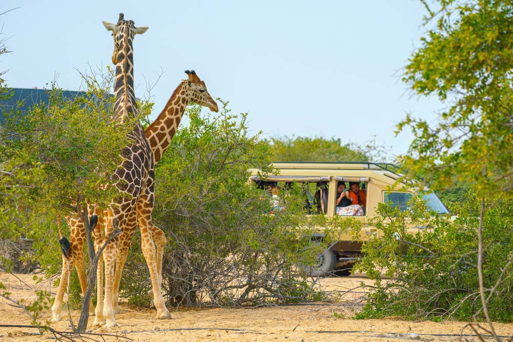 Giraffes at Sir bani Yas Island