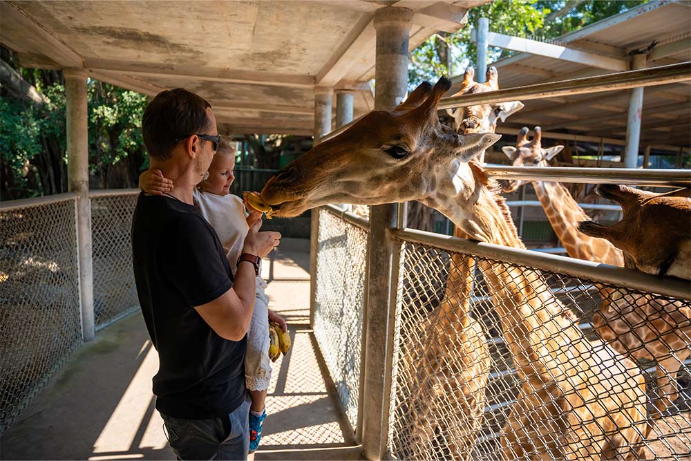 Animal feeding at Al Ain Zoo