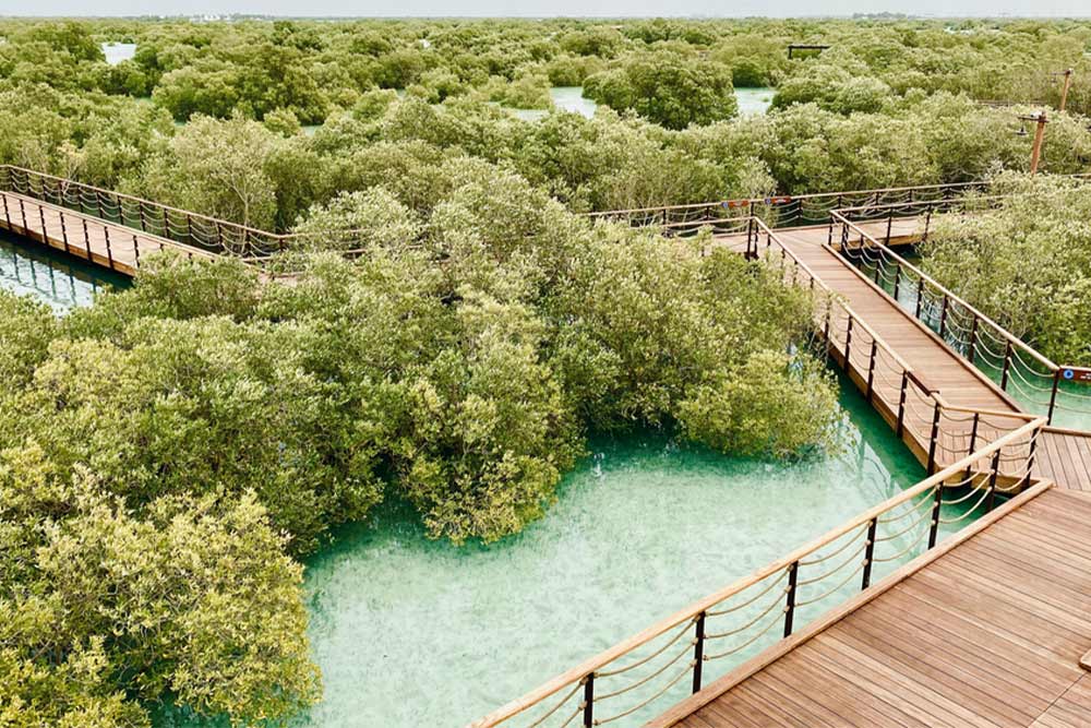 Mangrove National Park, boardwalk