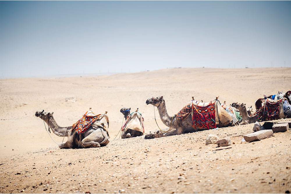 Camels in a Desert