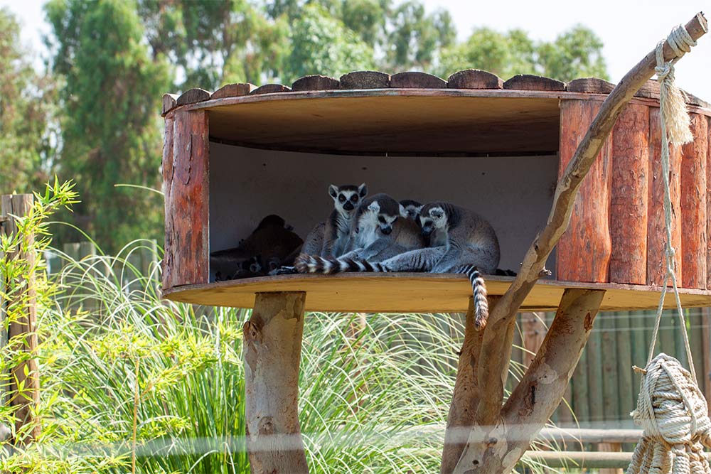 Al Ain Zoo