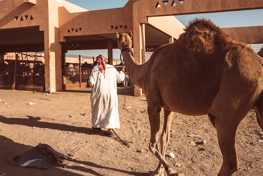 Al Ain Camel Market