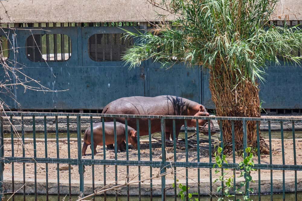 Umm Al Quwain zoo